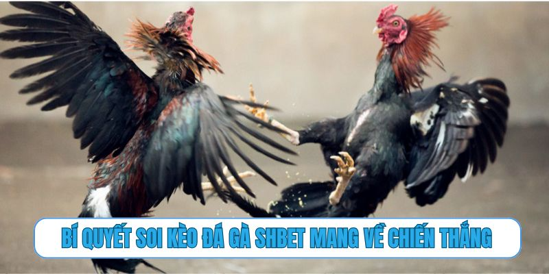 Bí quyết soi kèo đá gà SHBET mang về chiến thắng