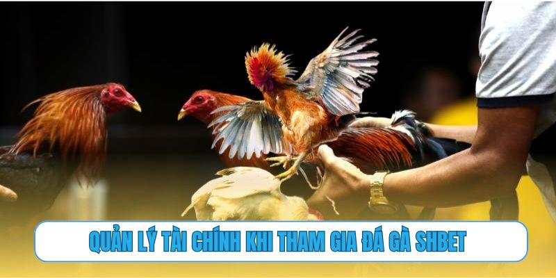 Quản lý tài chính khi tham gia đá gà SHBET